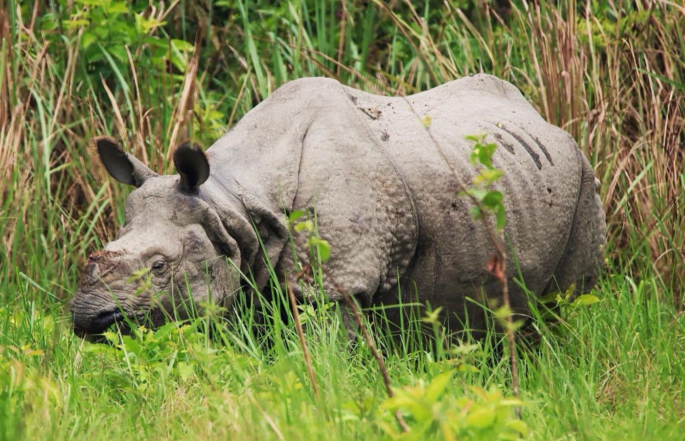 Grassland and forest inside Chitwan National Park with hills in the distance